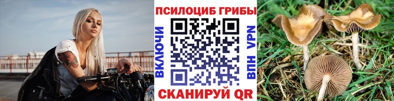 Псилоцибиновые грибы мицелий  наркотики  Апшеронск 