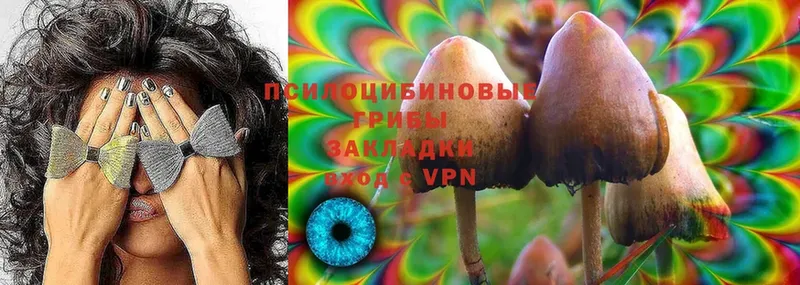 Галлюциногенные грибы Psilocybine cubensis  Апшеронск 